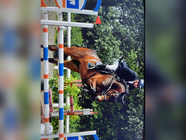 Holstein Gelding 6 years 17,1 hh Bay-Dark in Sankt Peter-Ording