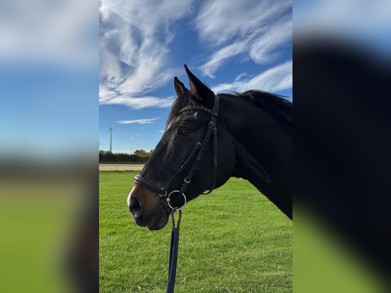 Holstein Gelding 6 years 17,1 hh in Neuss