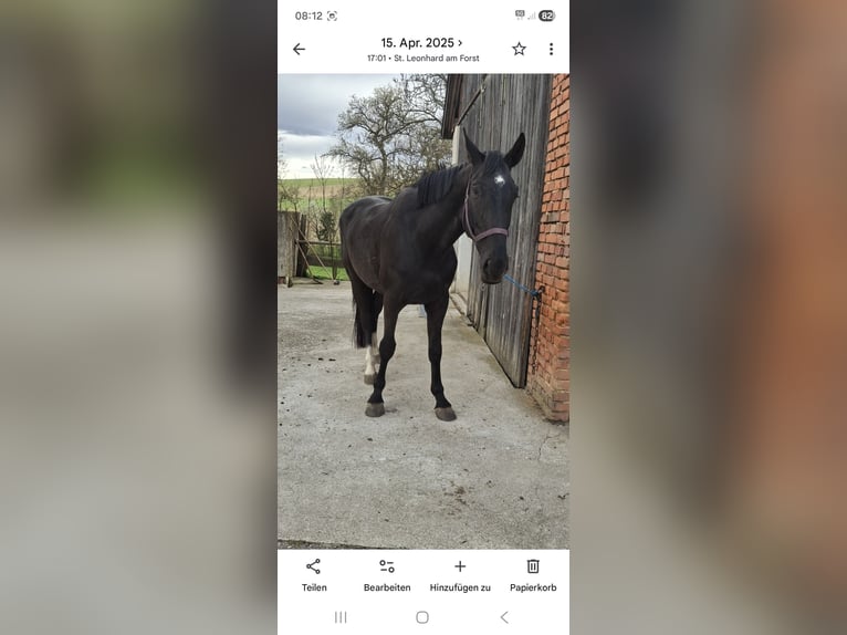 Holstein Gelding 6 years 17,1 hh Smoky-Black in Oberndorf An Der Melk