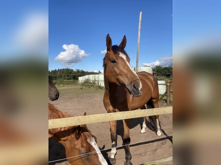 Holstein Gelding 6 years 17,3 hh Brown in Ladelund