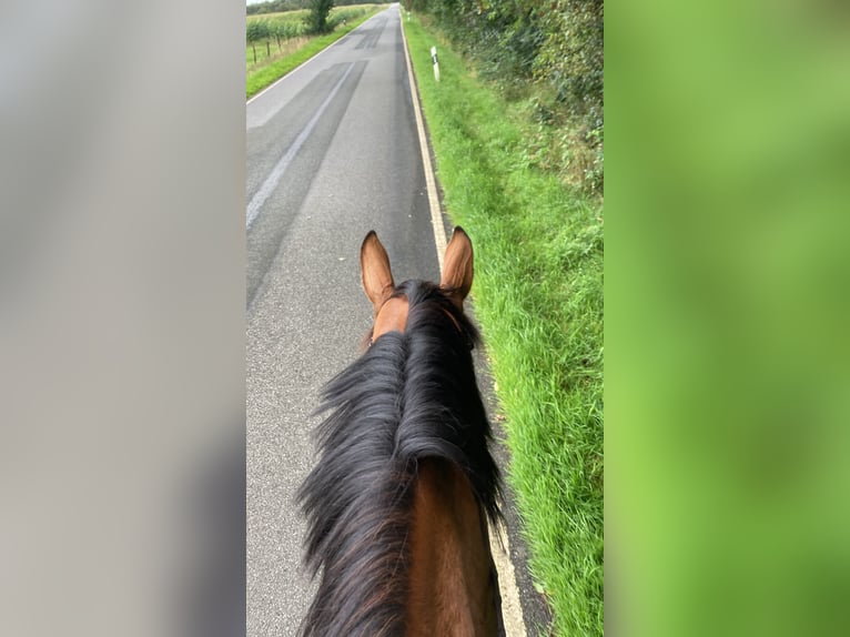 Holstein Gelding 6 years 17,3 hh Brown in Ladelund