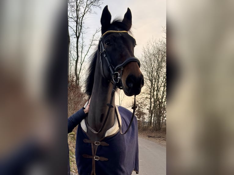 Holstein Gelding 6 years 18.1 hh Bay-Dark in Osterrönfeld