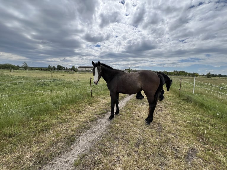 Holstein Gelding 6 years in Brandenburg an der Havel