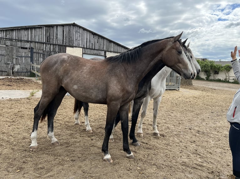 Holstein Gelding 6 years in Brandenburg an der Havel