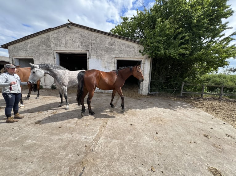 Holstein Gelding 6 years in Brandenburg an der Havel
