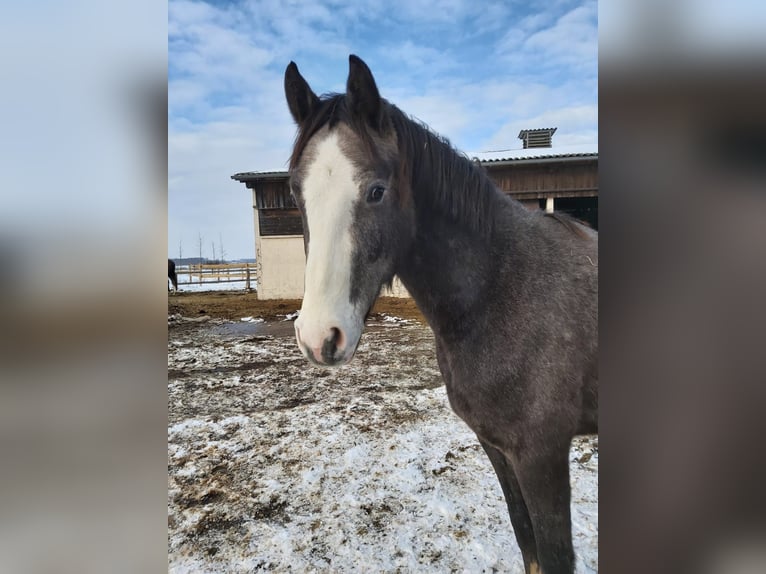 Holstein Gelding 6 years in Brandenburg an der Havel