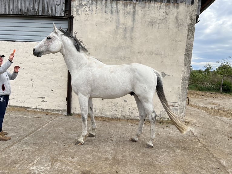 Holstein Gelding 6 years in Brandenburg an der Havel