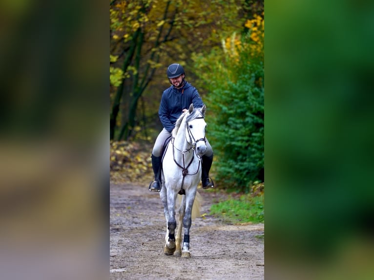 Holstein Gelding 6 years in Ostbevern