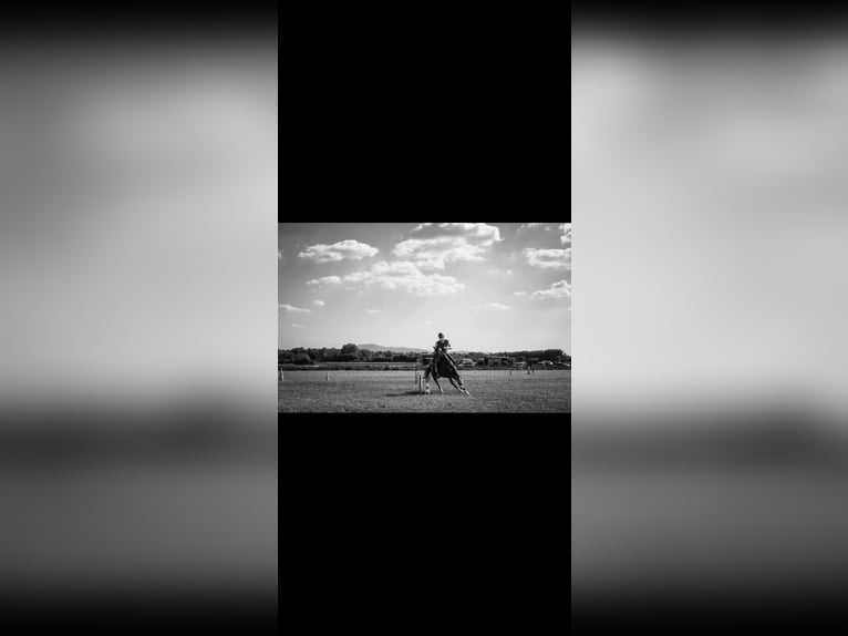 Holstein Gelding 7 years 15.2 hh Black in Čakovec