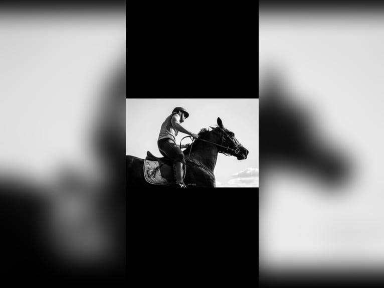 Holstein Gelding 7 years 15.2 hh Black in Čakovec