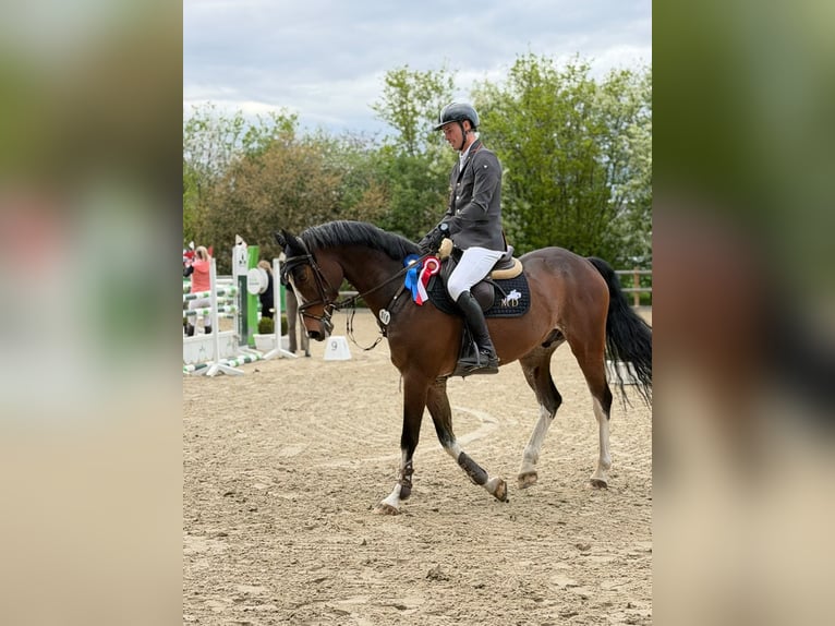 Holstein Gelding 7 years 15.3 hh Brown in Damme
