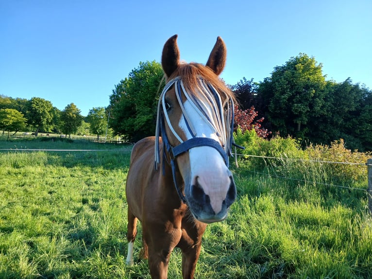 Holstein Gelding 7 years 15,1 hh Chestnut-Red in Dülmen