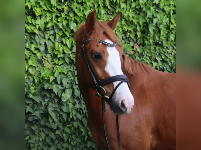 Holstein Gelding 7 years 15,1 hh Chestnut-Red in Dülmen
