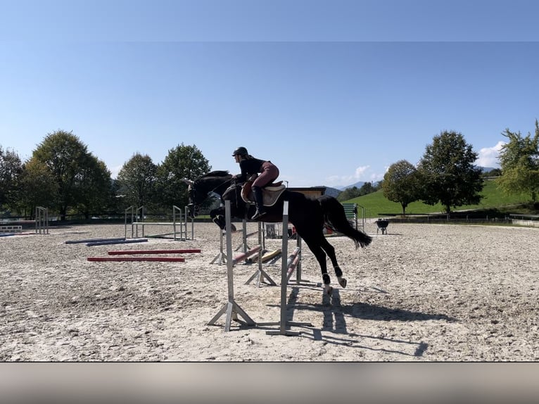 Holstein Mix Gelding 7 years 16,1 hh Bay-Dark in Velenje