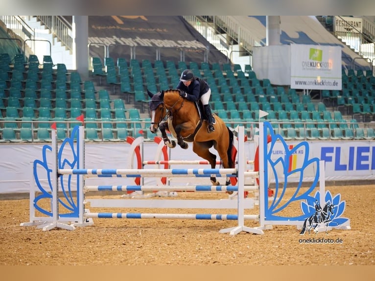 Holstein Gelding 7 years 16,1 hh Brown in Burgau