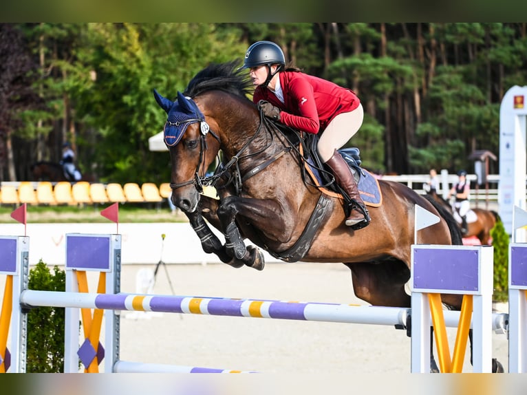 Holstein Gelding 7 years 16.1 hh Brown in Piła