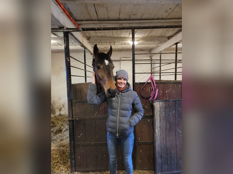 Holstein Gelding 7 years 16.1 hh Brown in Piła