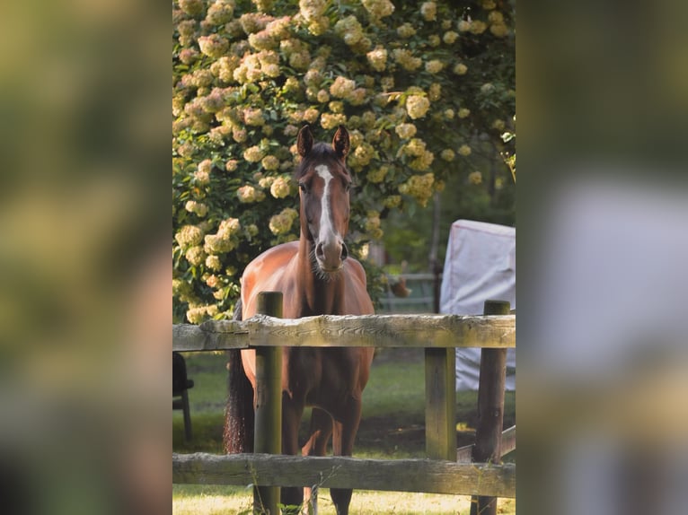 Holstein Gelding 7 years 16,1 hh Brown in Luhm&#xFC;hlen