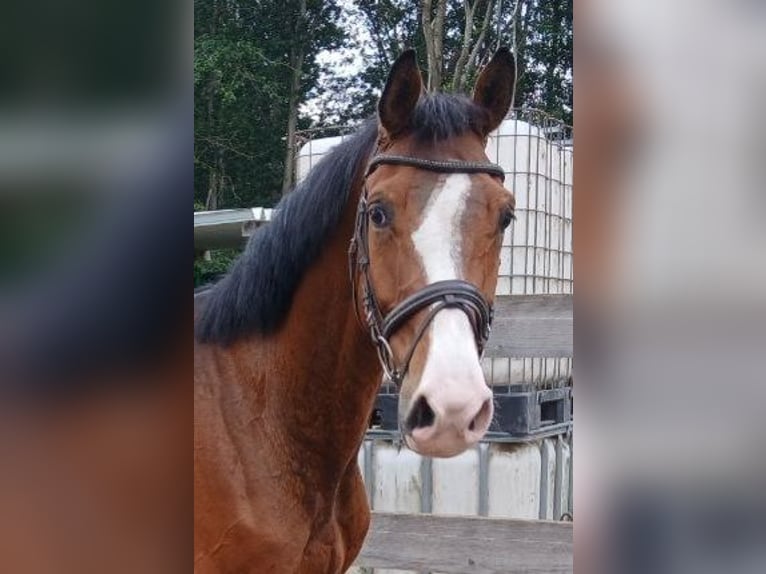 Holstein Gelding 7 years 16.1 hh Brown in Grevesmühlen