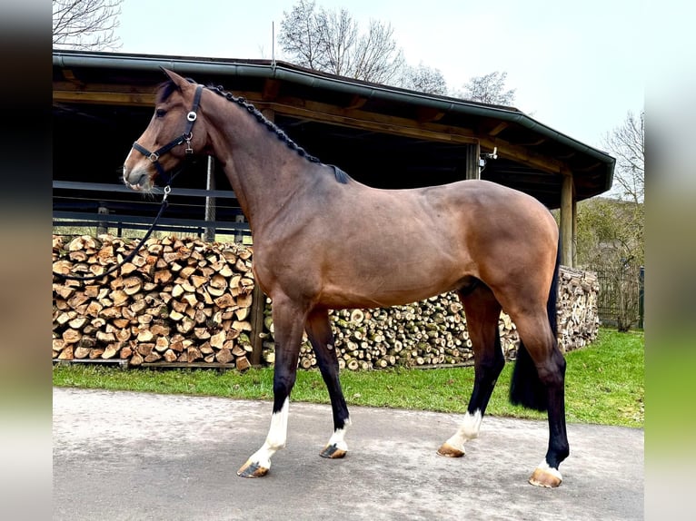 Holstein Gelding 7 years 16,1 hh Brown in Sangerhausen