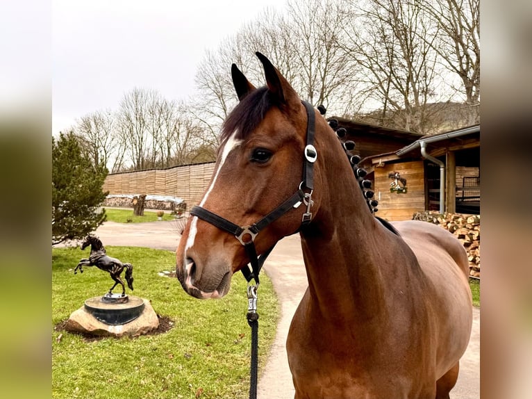 Holstein Gelding 7 years 16,1 hh Brown in Sangerhausen