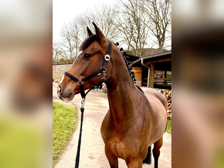 Holstein Gelding 7 years 16,1 hh Brown in Sangerhausen