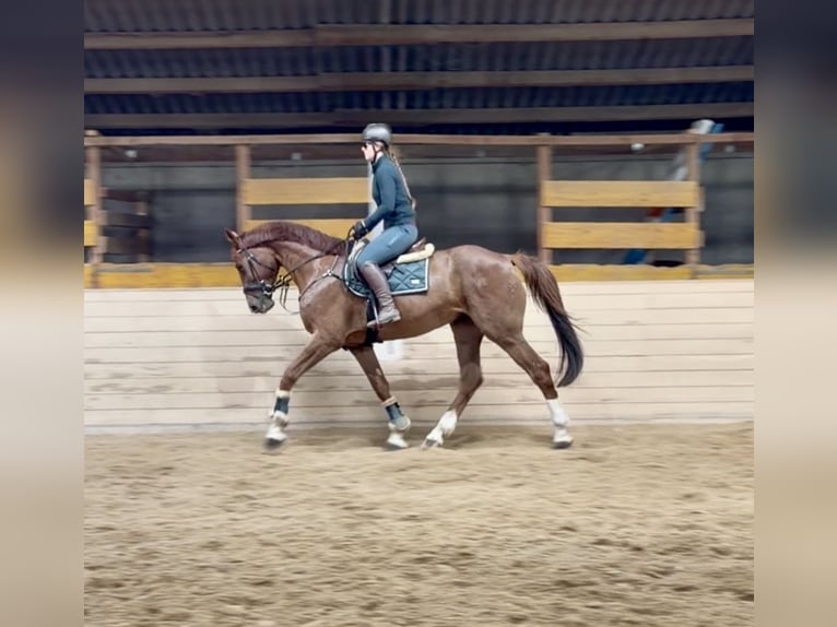Holstein Gelding 7 years 16.1 hh Chestnut-Red in Pelmberg