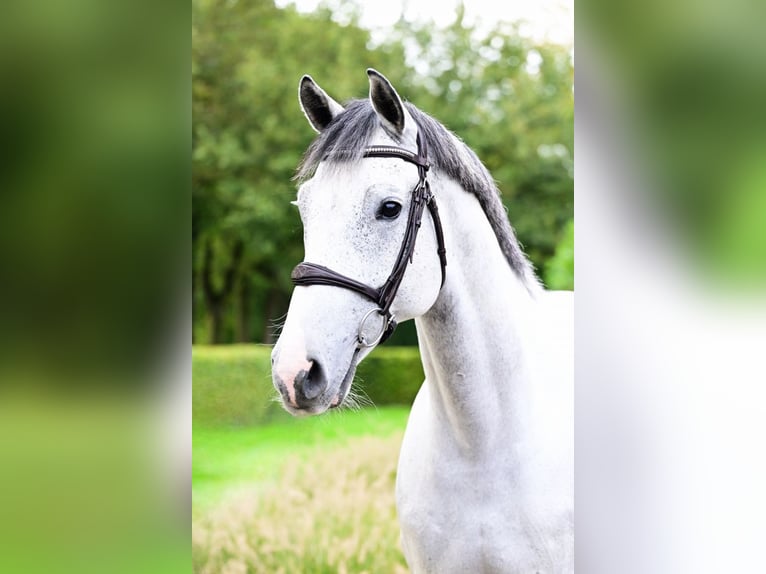 Holstein Gelding 7 years 16,1 hh Gray in Bladel