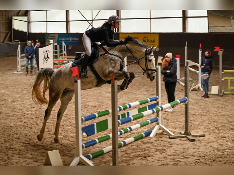 Holstein Gelding 7 years 16,1 hh Gray in RenningenRenningen