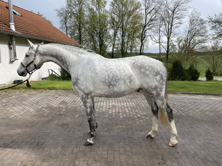 Holstein Gelding 7 years 16,1 hh Gray in RenningenRenningen