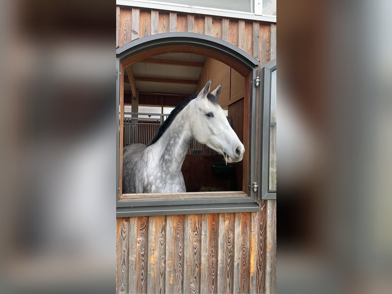 Holstein Gelding 7 years 16,1 hh Gray in RenningenRenningen