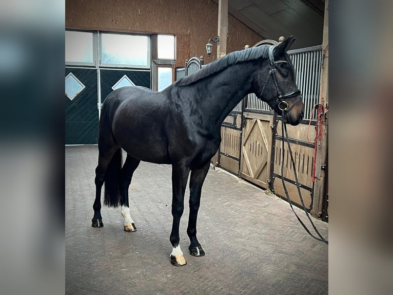 Holstein Gelding 7 years 16,2 hh Bay-Dark in Bawinkel