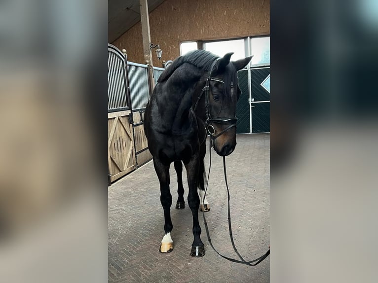 Holstein Gelding 7 years 16,2 hh Bay-Dark in Bawinkel