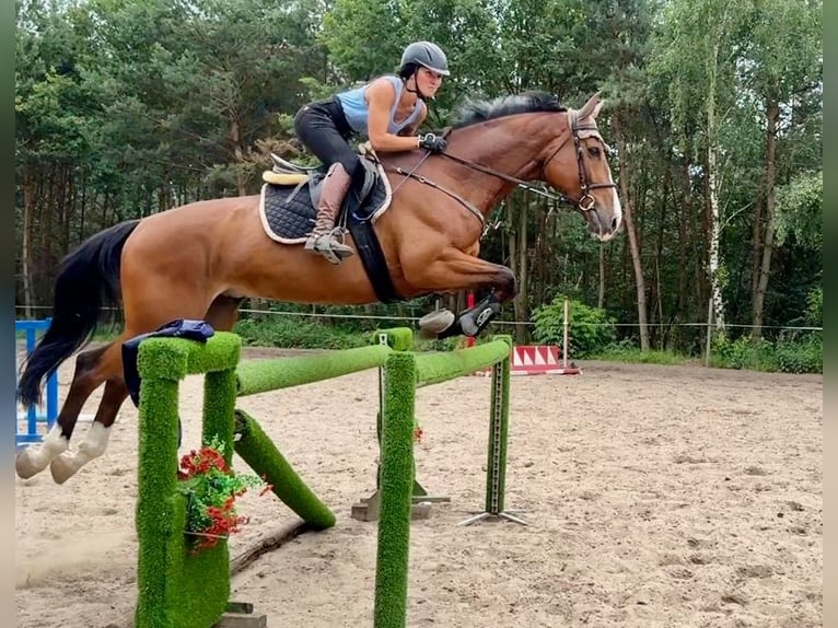 Holstein Gelding 7 years 16,2 hh Bay in Mladá Boleslav