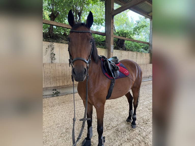 Holstein Gelding 7 years 16.2 hh Brown in Dettighofen