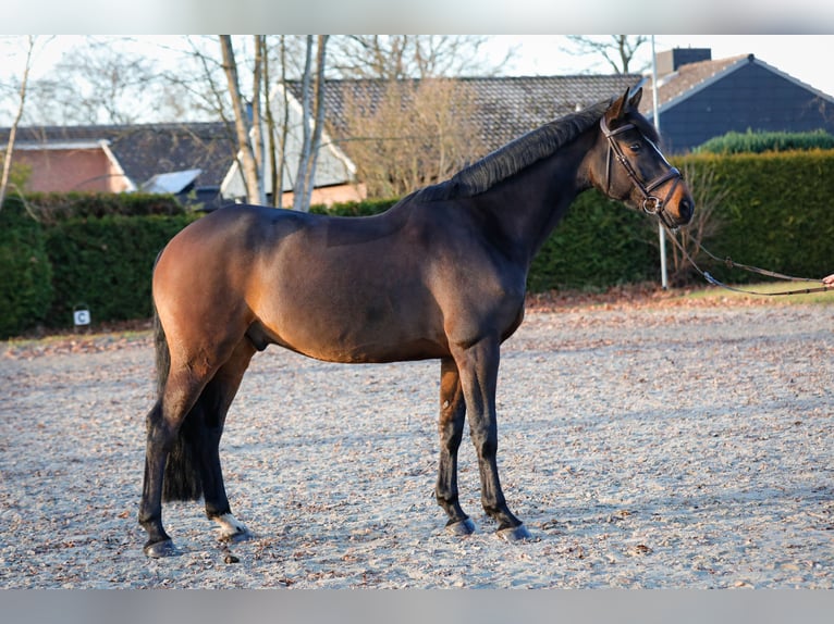 Holstein Gelding 7 years 16.2 hh Brown in Emkendorf