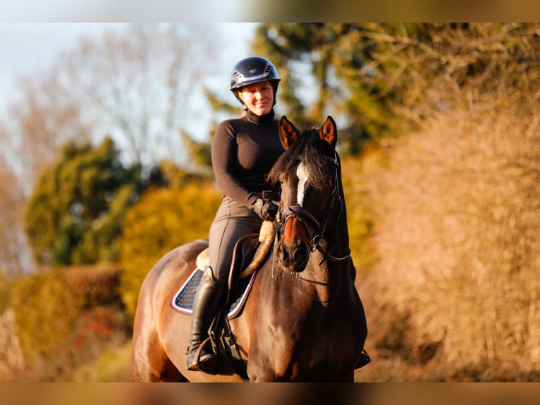 Holstein Gelding 7 years 16.2 hh Brown in Emkendorf
