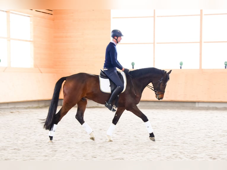 Holstein Gelding 7 years 16,2 hh Brown in Altwis