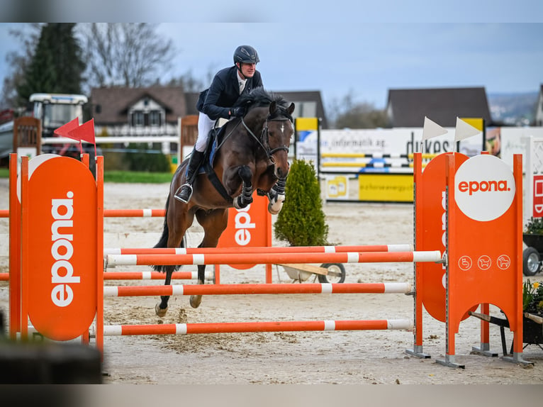 Holstein Gelding 7 years 16,2 hh Brown in Altwis