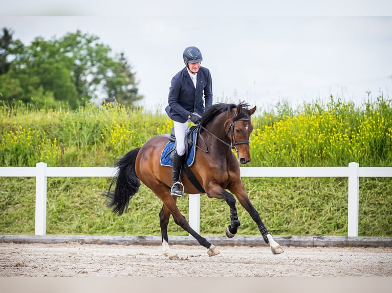 Holstein Gelding 7 years 16,2 hh Brown in Altwis