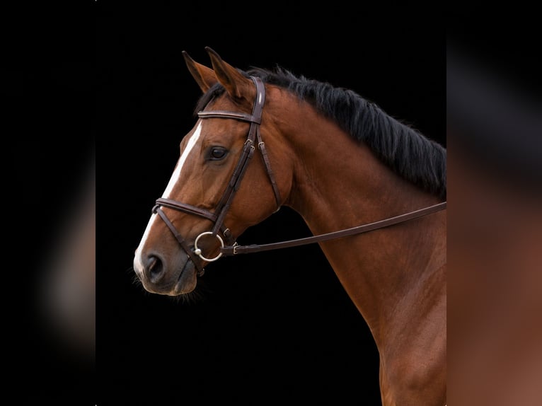 Holstein Gelding 7 years 16.2 hh Brown in Fraunberg