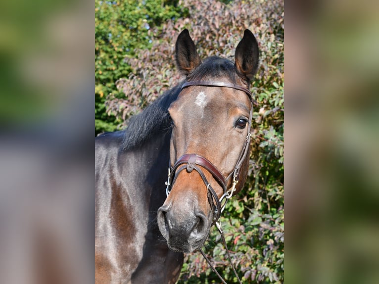 Holstein Gelding 7 years 16.2 hh Brown in Geilenkirchen
