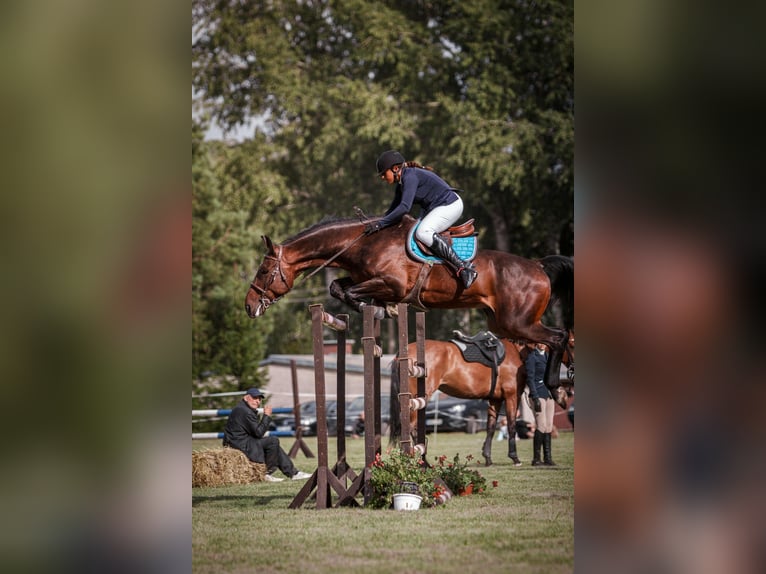 Holstein Mix Gelding 7 years 16,2 hh Brown in Languidic