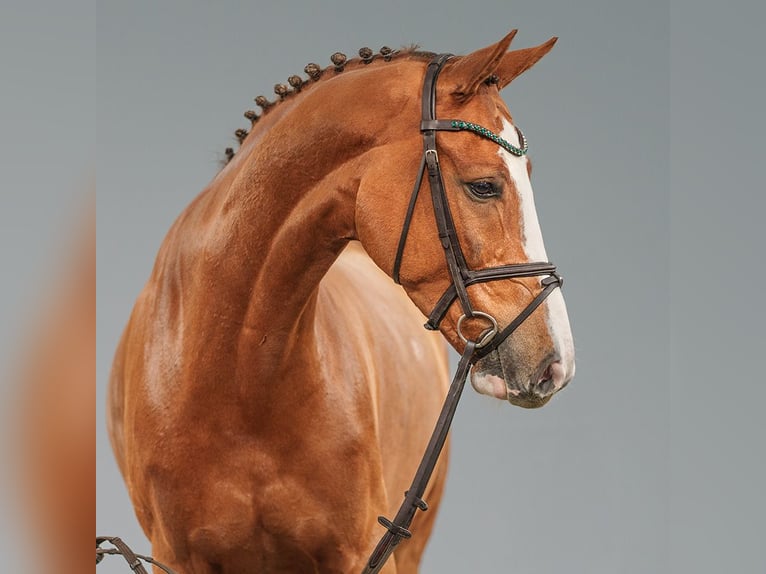 Holstein Gelding 7 years 16,2 hh Chestnut-Red in Münster-Handorf