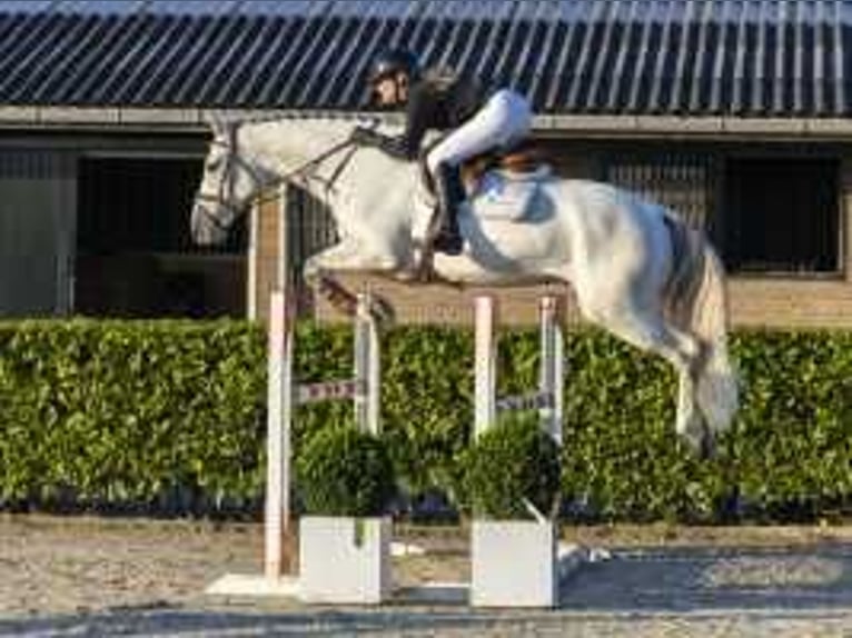 Holstein Gelding 7 years 16,2 hh Gray in Waddinxveen