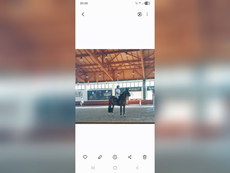 Holstein Gelding 7 years 16.2 hh  in GORIZIA (GO)