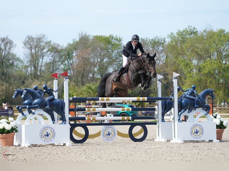 Holstein Gelding 7 years 16,2 hh Smoky-Black in Sint-Martens-Lennik