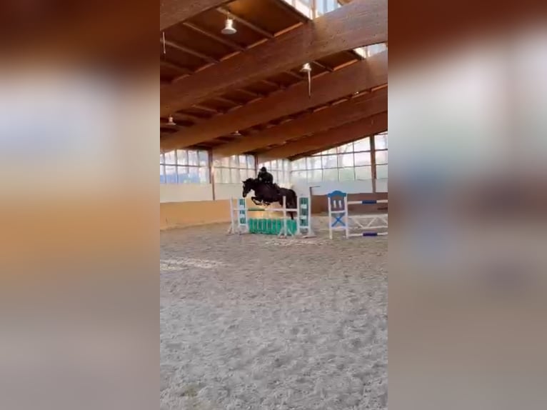 Holstein Gelding 7 years 16,3 hh Bay-Dark in Fürstenau