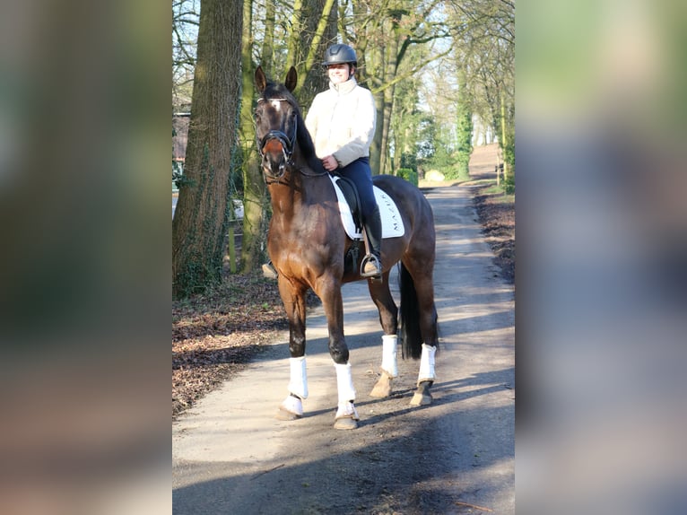 Holstein Gelding 7 years 16,3 hh Bay-Dark in Fürstenau