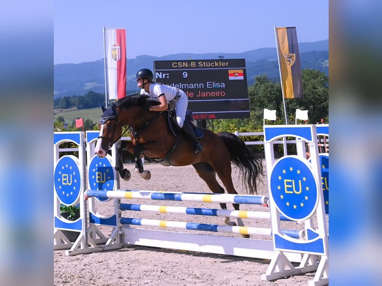 Holstein Gelding 7 years 16.3 hh Brown in Kühnsdorf